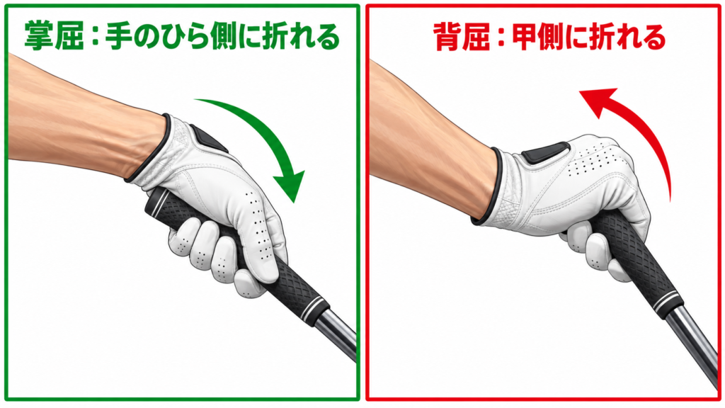 掌屈とは:左手首が手のひら側に折れる掌屈と、甲側に折れる背屈の比較図